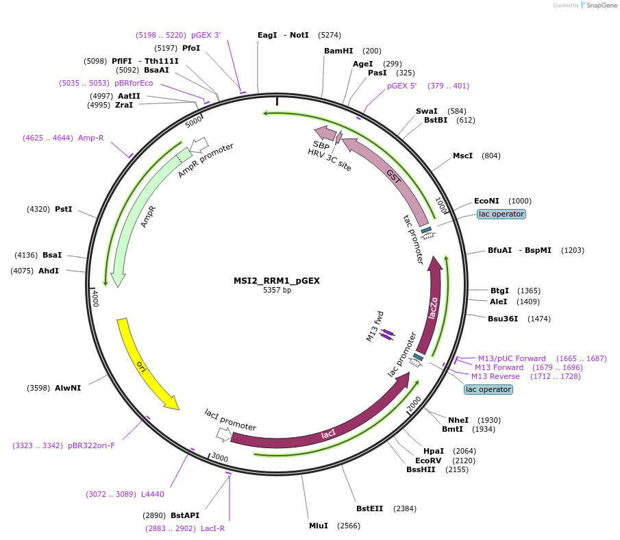 228801-plasmid-map-sequence-id-457239
