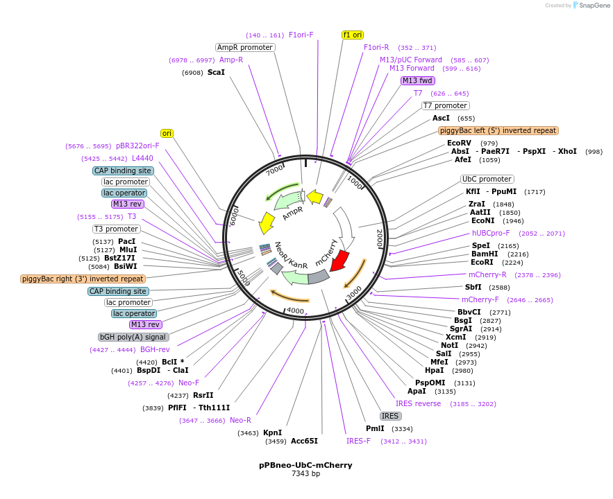 228759-plasmid-map-sequence-id-457325