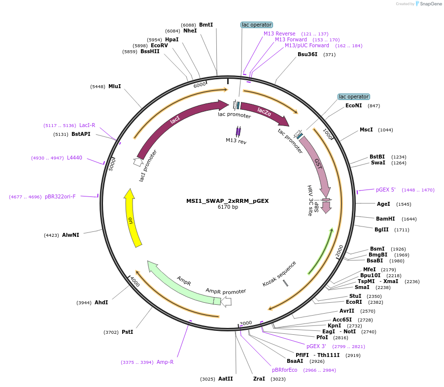 228797-plasmid-map-sequence-id-457948