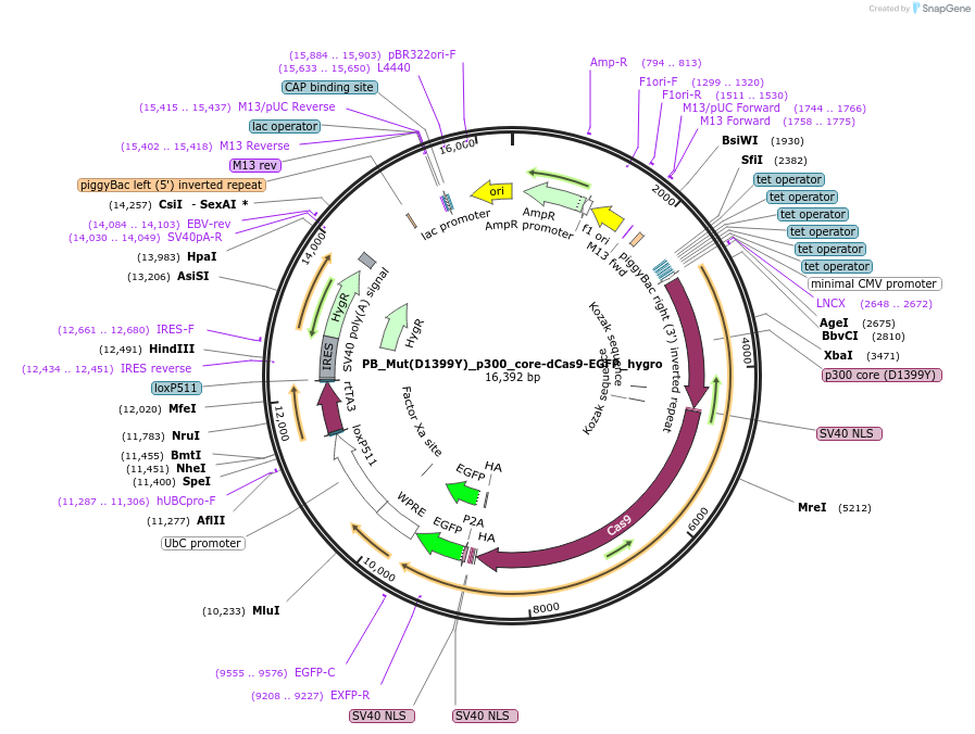 226427-plasmid-map-sequence-id-458103