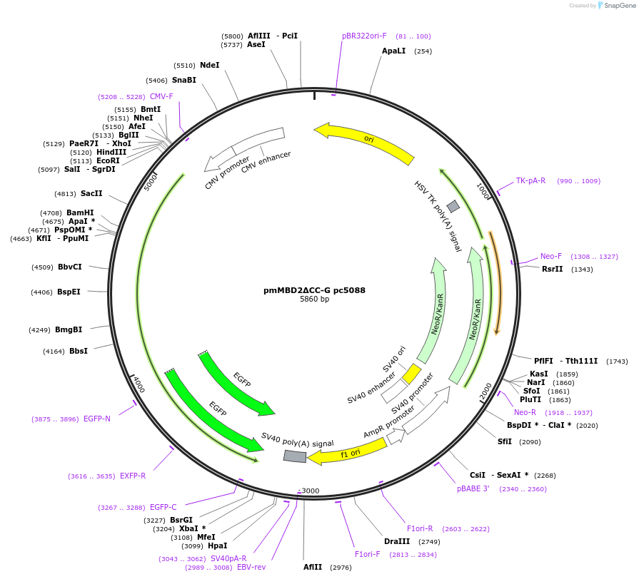 229764-plasmid-map-sequence-id-458270