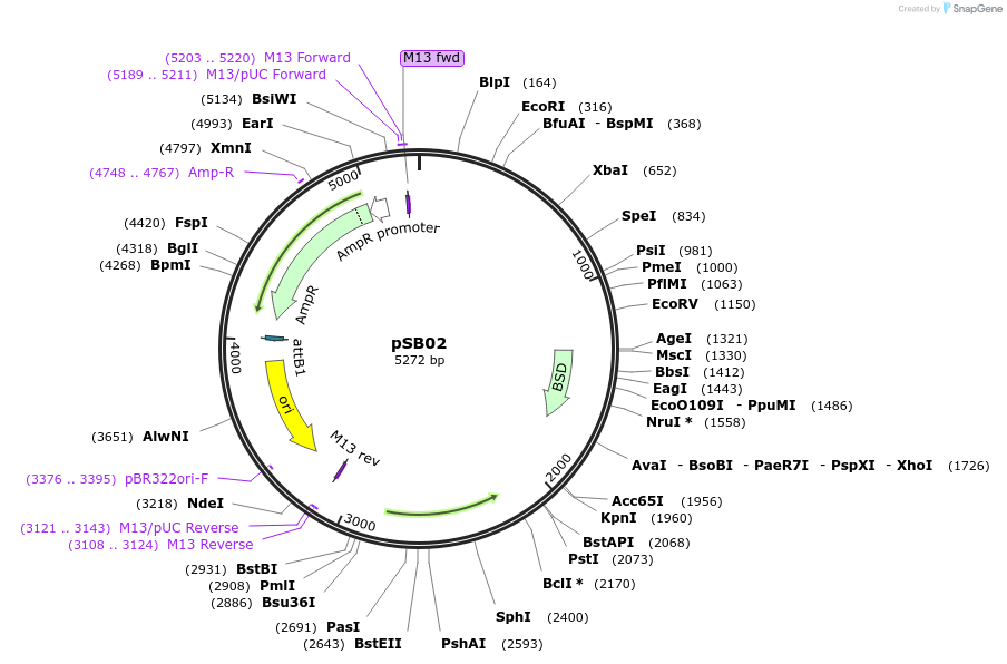 230991-plasmid-map-sequence-id-458318