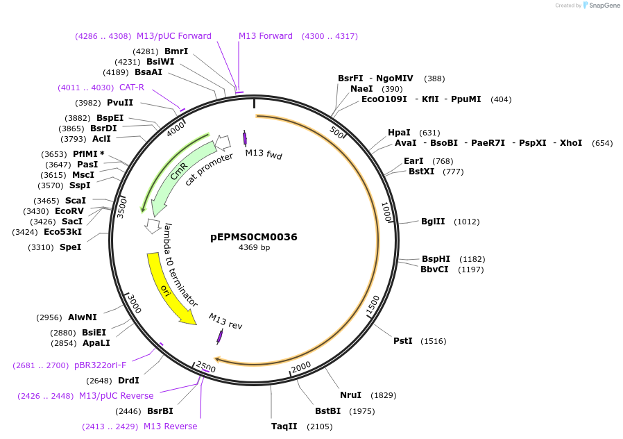 227513-plasmid-map-sequence-id-458323