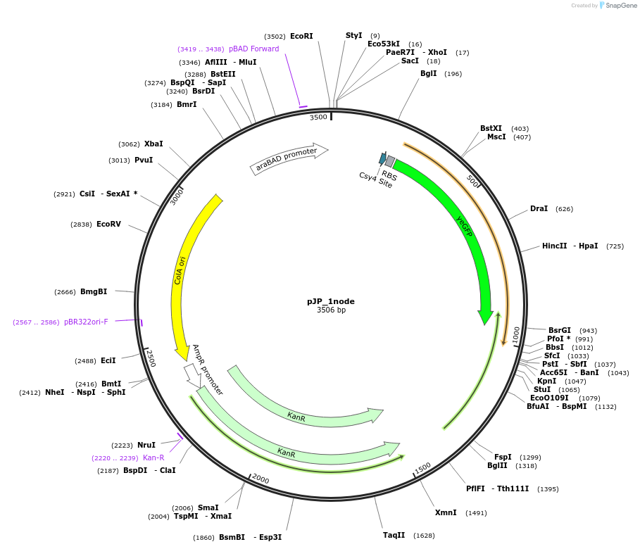 230984-plasmid-map-sequence-id-458343