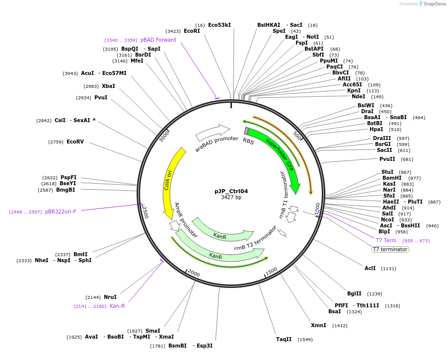 230983-plasmid-map-sequence-id-458345