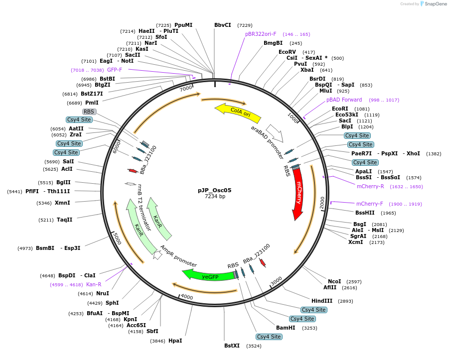 229040-plasmid-map-sequence-id-458369