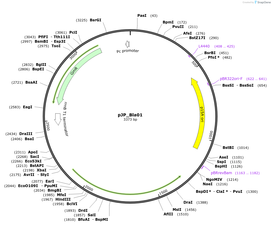 230982-plasmid-map-sequence-id-459317