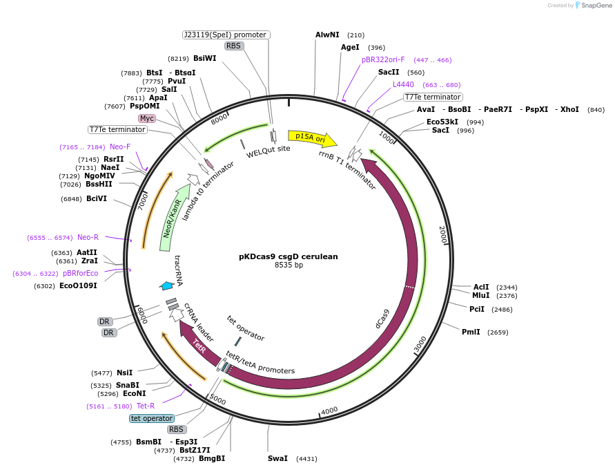 230945-plasmid-map-sequence-id-459809