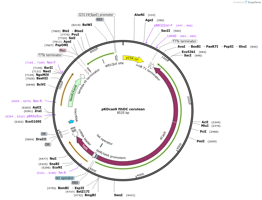230946-plasmid-map-sequence-id-459816