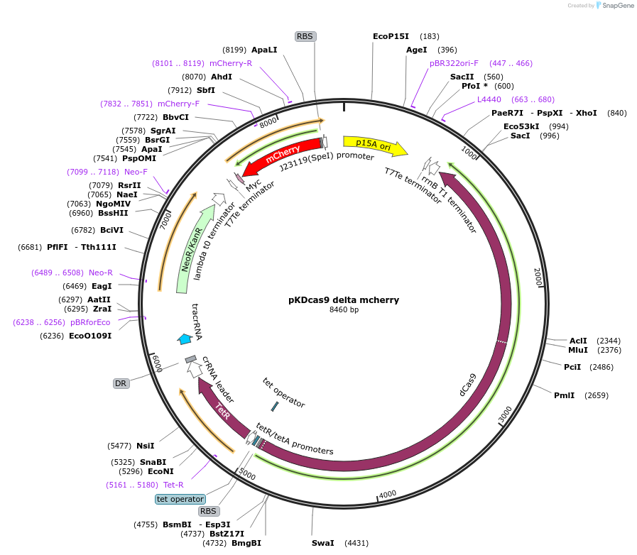 230940-plasmid-map-sequence-id-459817