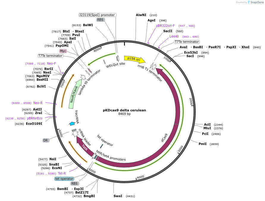 230939-plasmid-map-sequence-id-459818