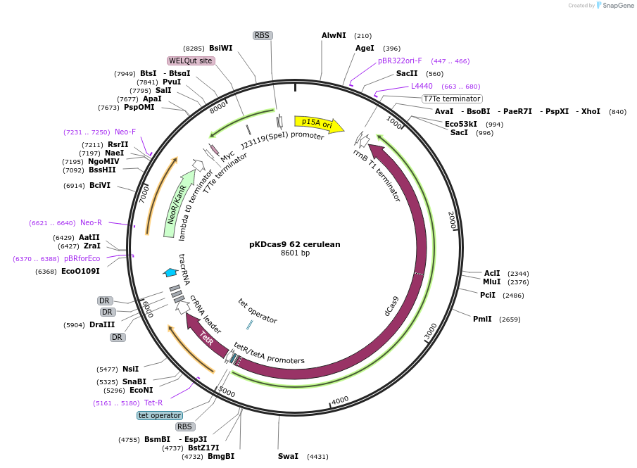 230967-plasmid-map-sequence-id-459915