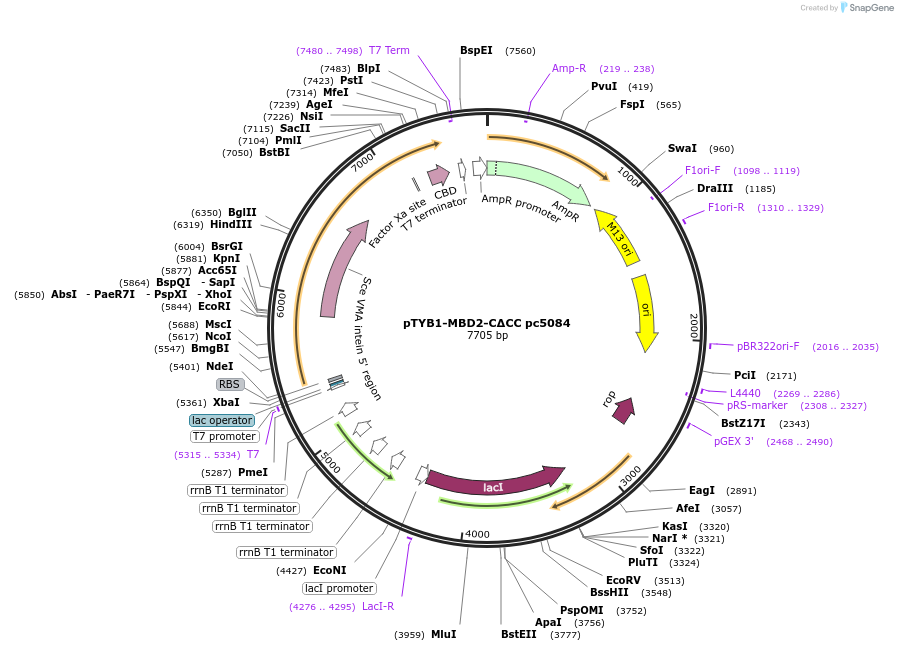 229761-plasmid-map-sequence-id-459933