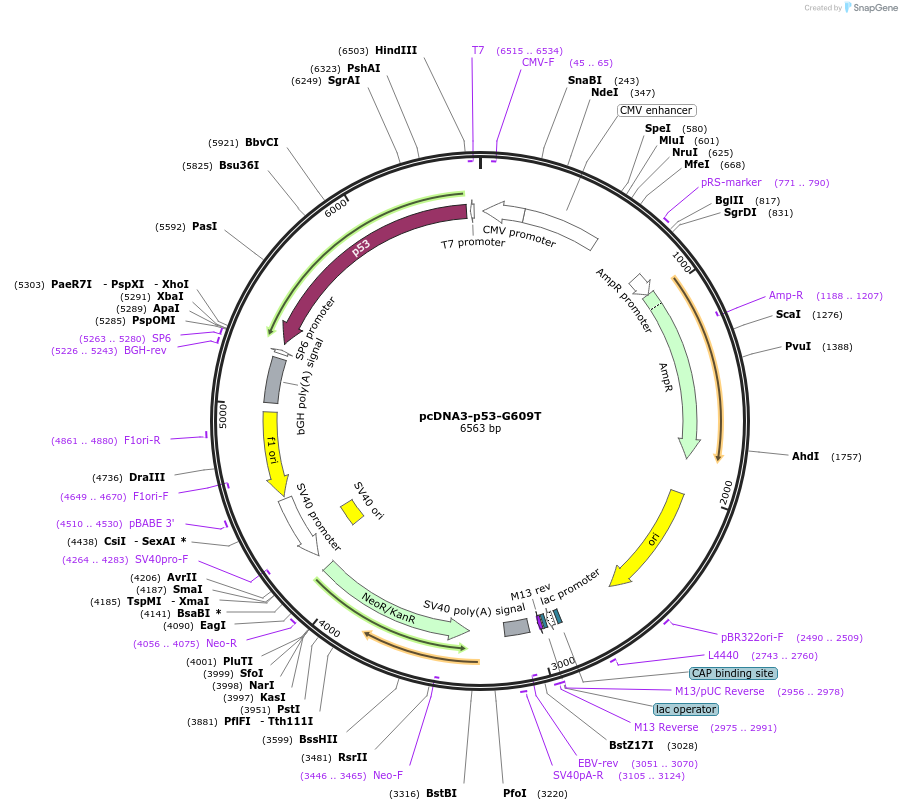 229531-plasmid-map-sequence-id-460222