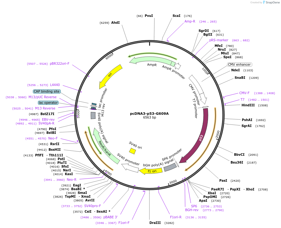 229532-plasmid-map-sequence-id-460223