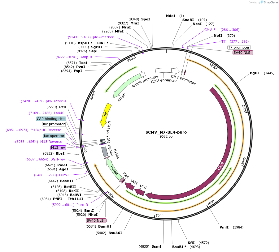 226584-plasmid-map-sequence-id-460278