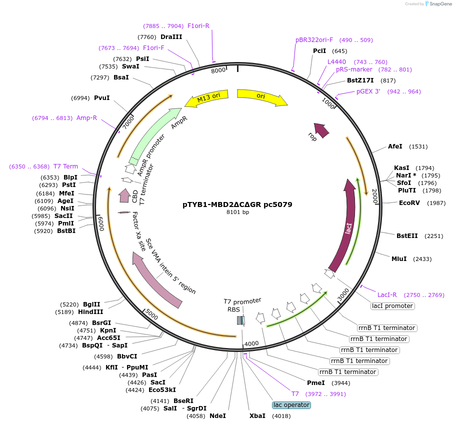 229759-plasmid-map-sequence-id-460764