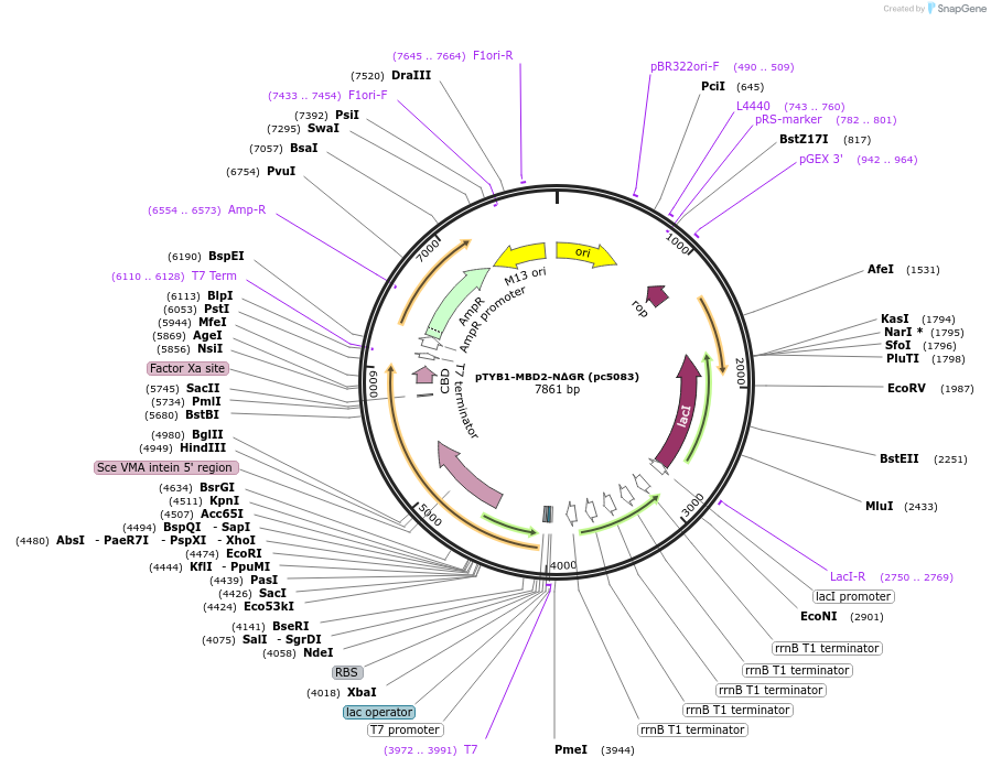 230974-plasmid-map-sequence-id-460860
