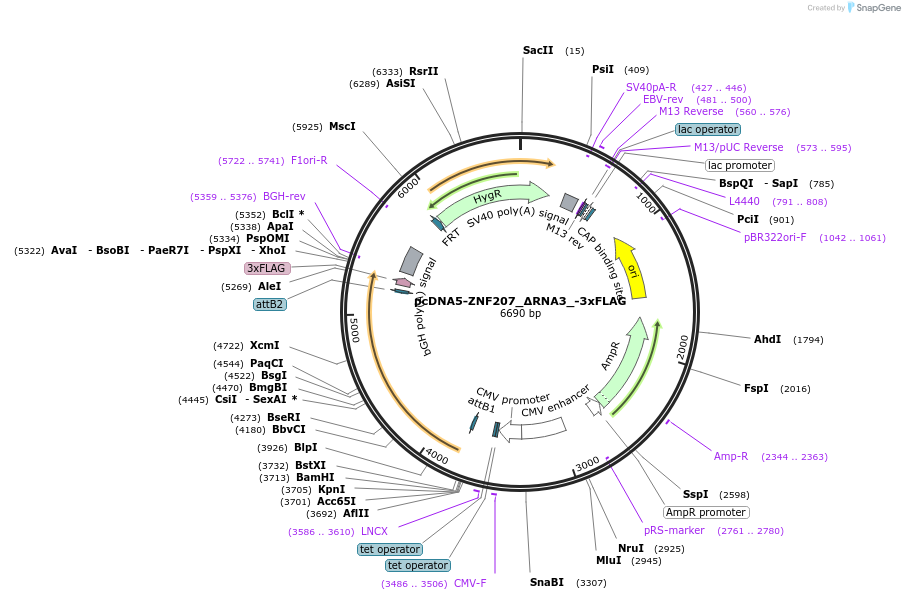 231937-plasmid-map-sequence-id-461131