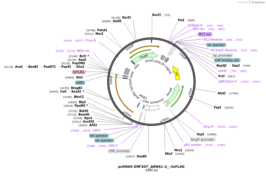 231933-plasmid-map-sequence-id-461144
