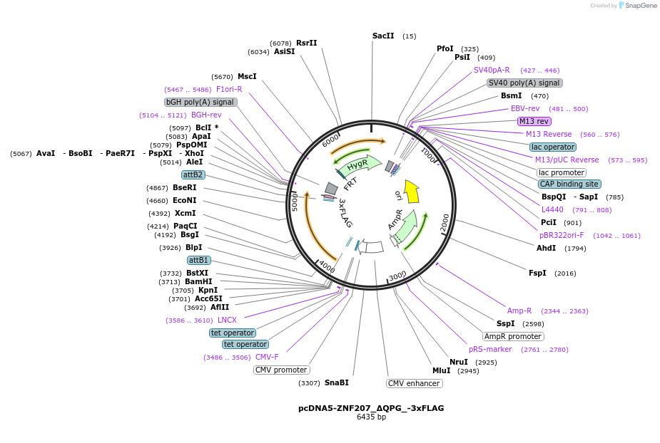231932-plasmid-map-sequence-id-461151