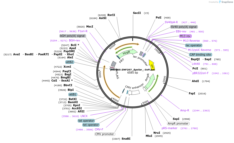 231934-plasmid-map-sequence-id-461154