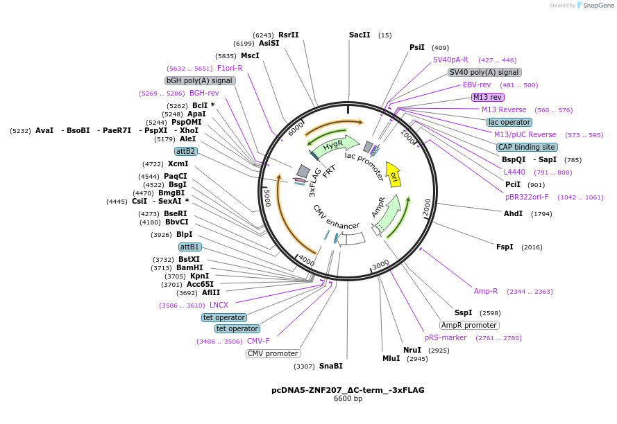 231936-plasmid-map-sequence-id-461161
