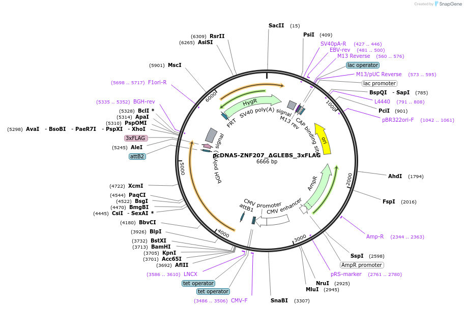 231935-plasmid-map-sequence-id-461162