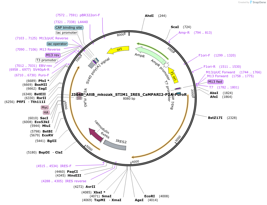 232939-plasmid-map-sequence-id-461205