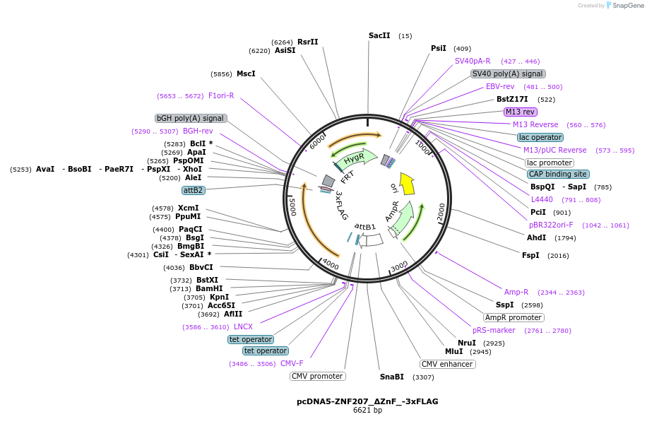 231930-plasmid-map-sequence-id-462089
