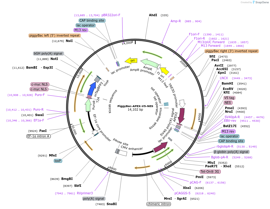 229082-plasmid-map-sequence-id-462274