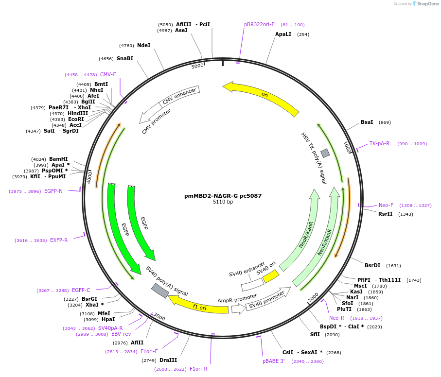 229763-plasmid-map-sequence-id-462372