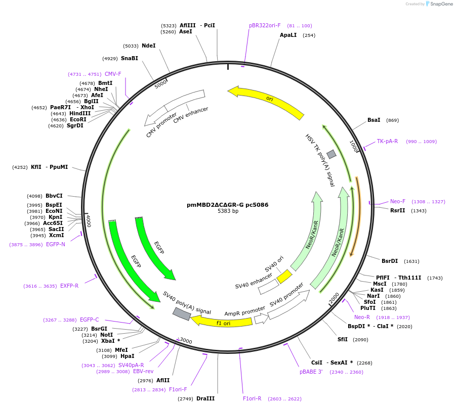 229762-plasmid-map-sequence-id-462374