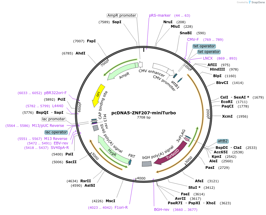 231938-plasmid-map-sequence-id-462388