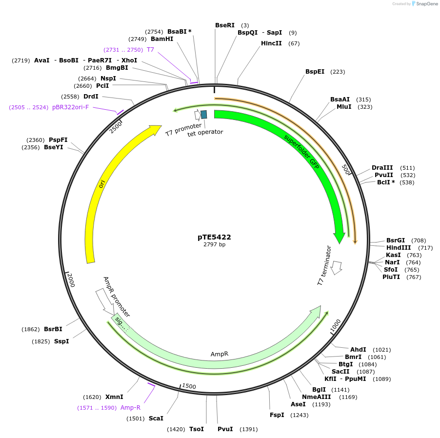 229031-plasmid-map-sequence-id-462966