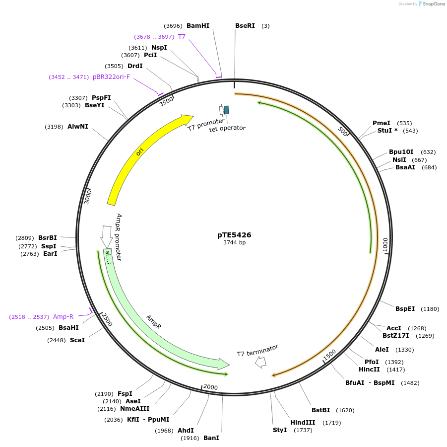 229033-plasmid-map-sequence-id-462971