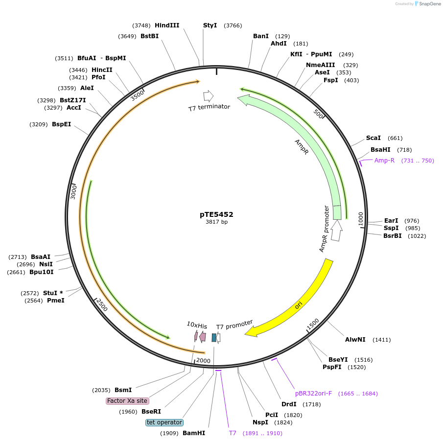231067-plasmid-map-sequence-id-462976