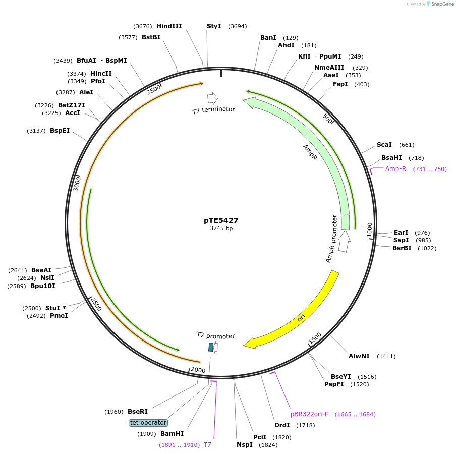 229034-plasmid-map-sequence-id-462984