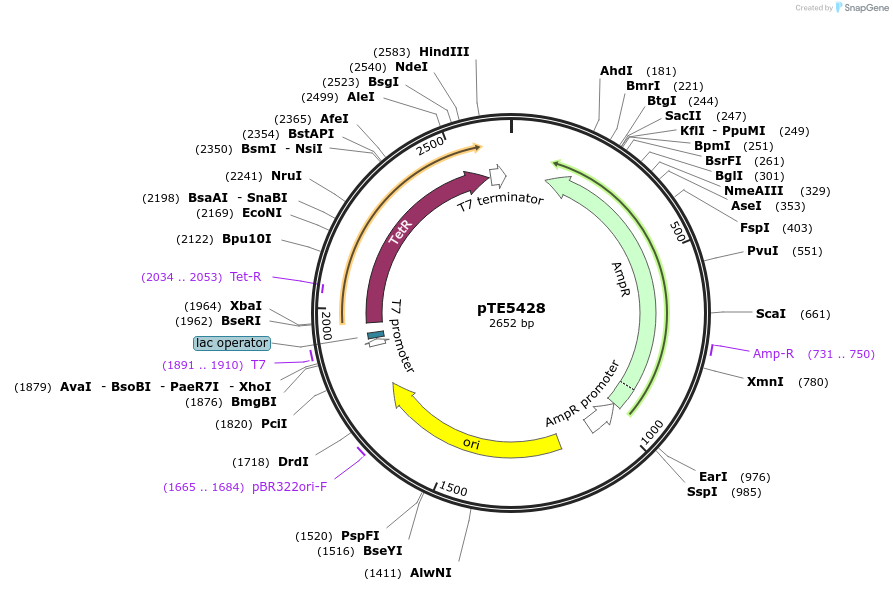 229035-plasmid-map-sequence-id-462986