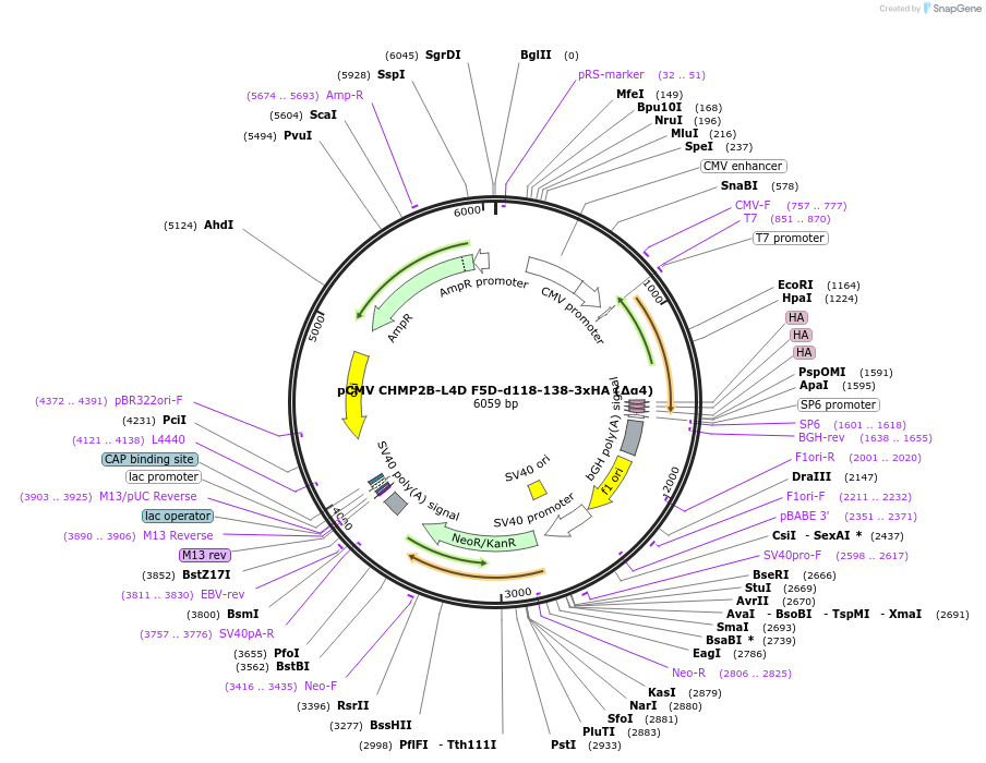 232008-plasmid-map-sequence-id-463003