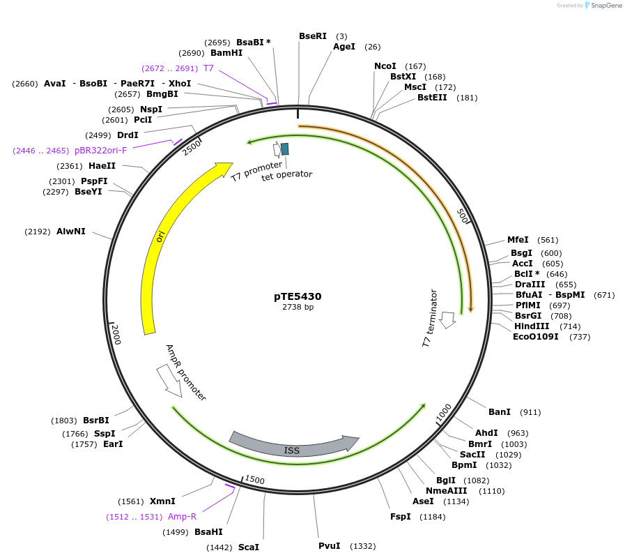 229037-plasmid-map-sequence-id-463055