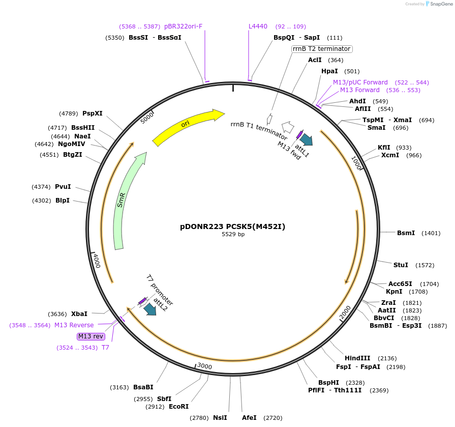 232445-plasmid-map-sequence-id-463097