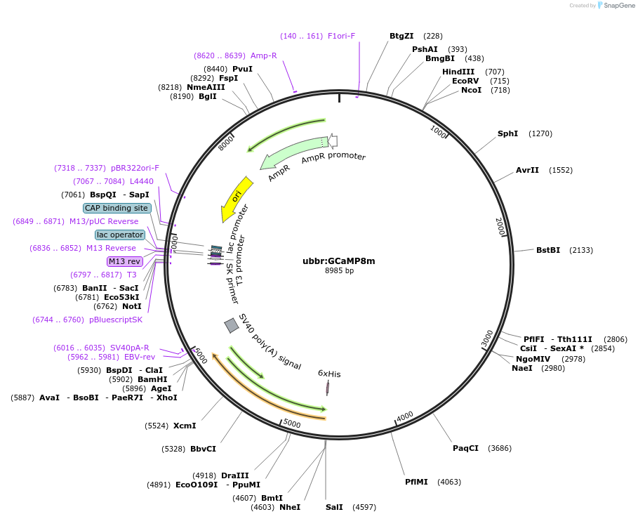 232485-plasmid-map-sequence-id-463647