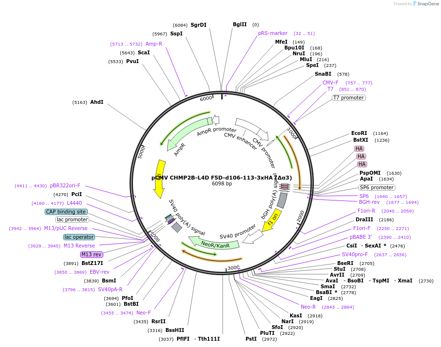 232007-plasmid-map-sequence-id-463795
