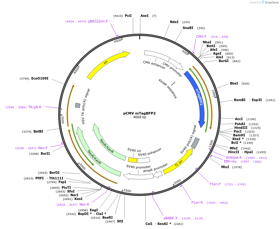 231999-plasmid-map-sequence-id-464205