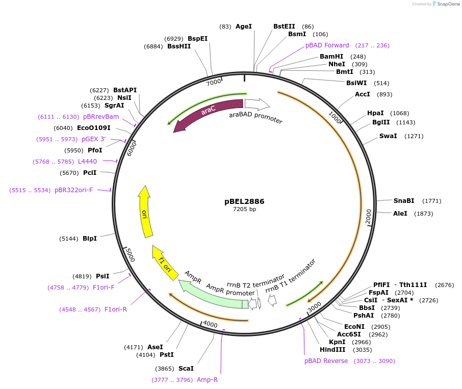 232520-plasmid-map-sequence-id-464731