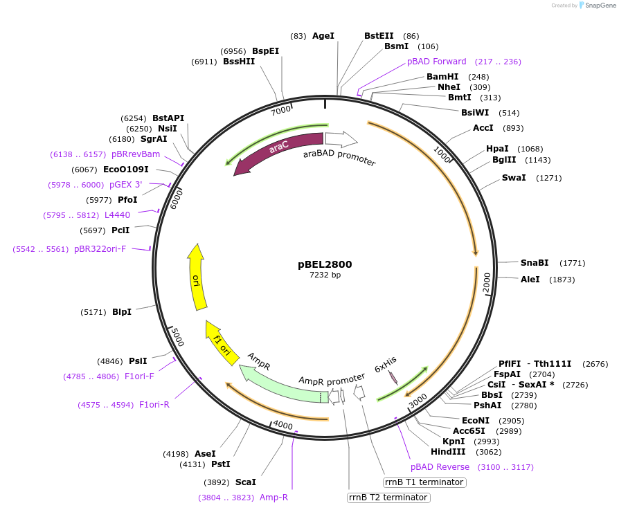 232508-plasmid-map-sequence-id-464789