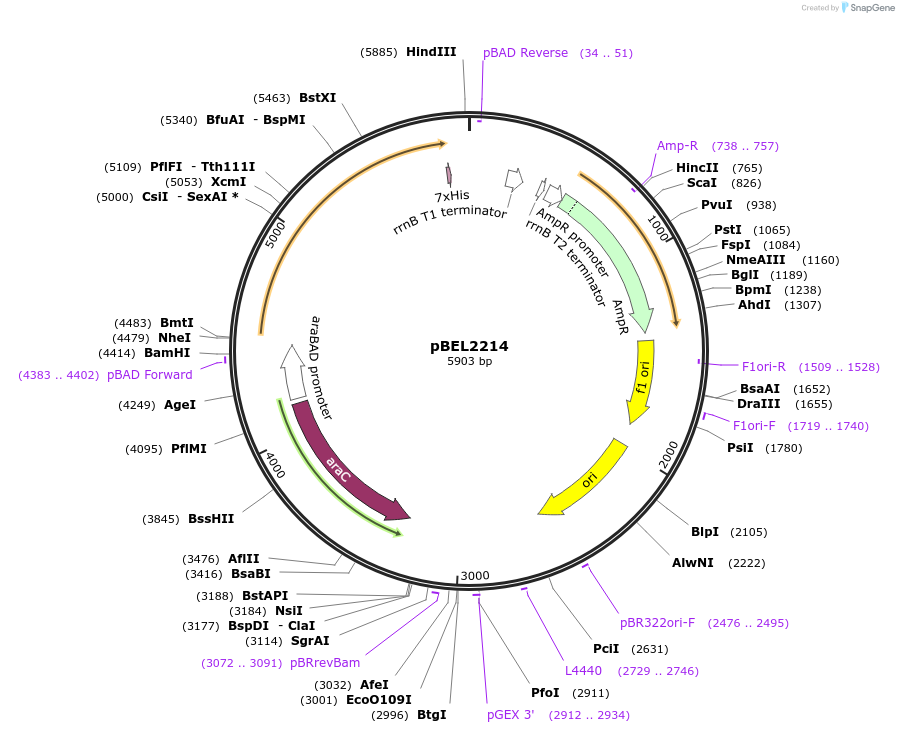 232486-plasmid-map-sequence-id-464813