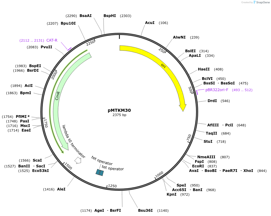 233502-plasmid-map-sequence-id-464920