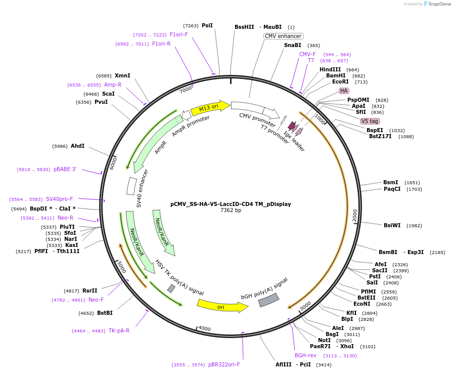 234046-plasmid-map-sequence-id-465769
